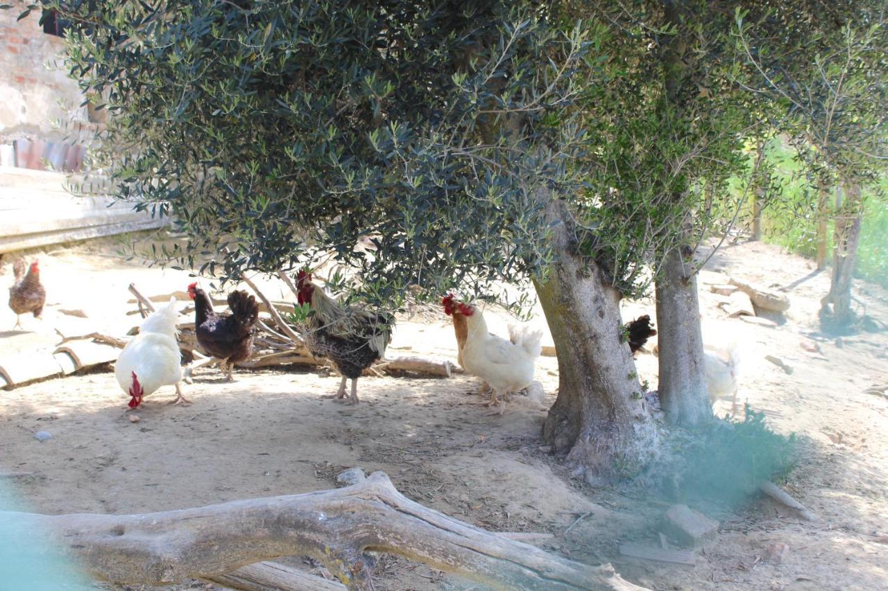 شقة Casa Vacanza Podere Ristoro San Giovanni dʼAsso المظهر الخارجي الصورة